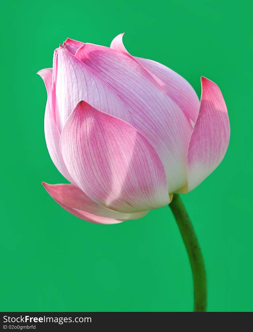 Lotus isolated in green background