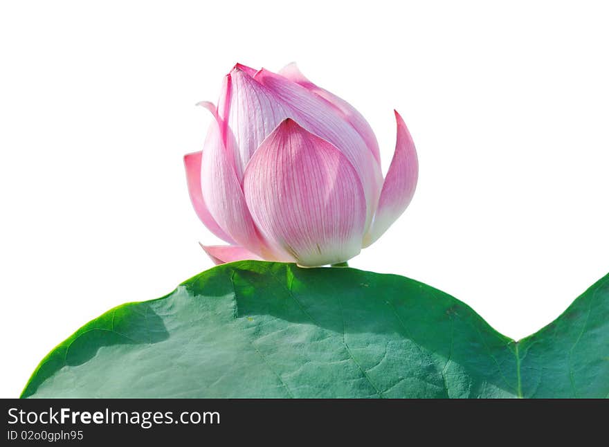 Lotus isolated in white background