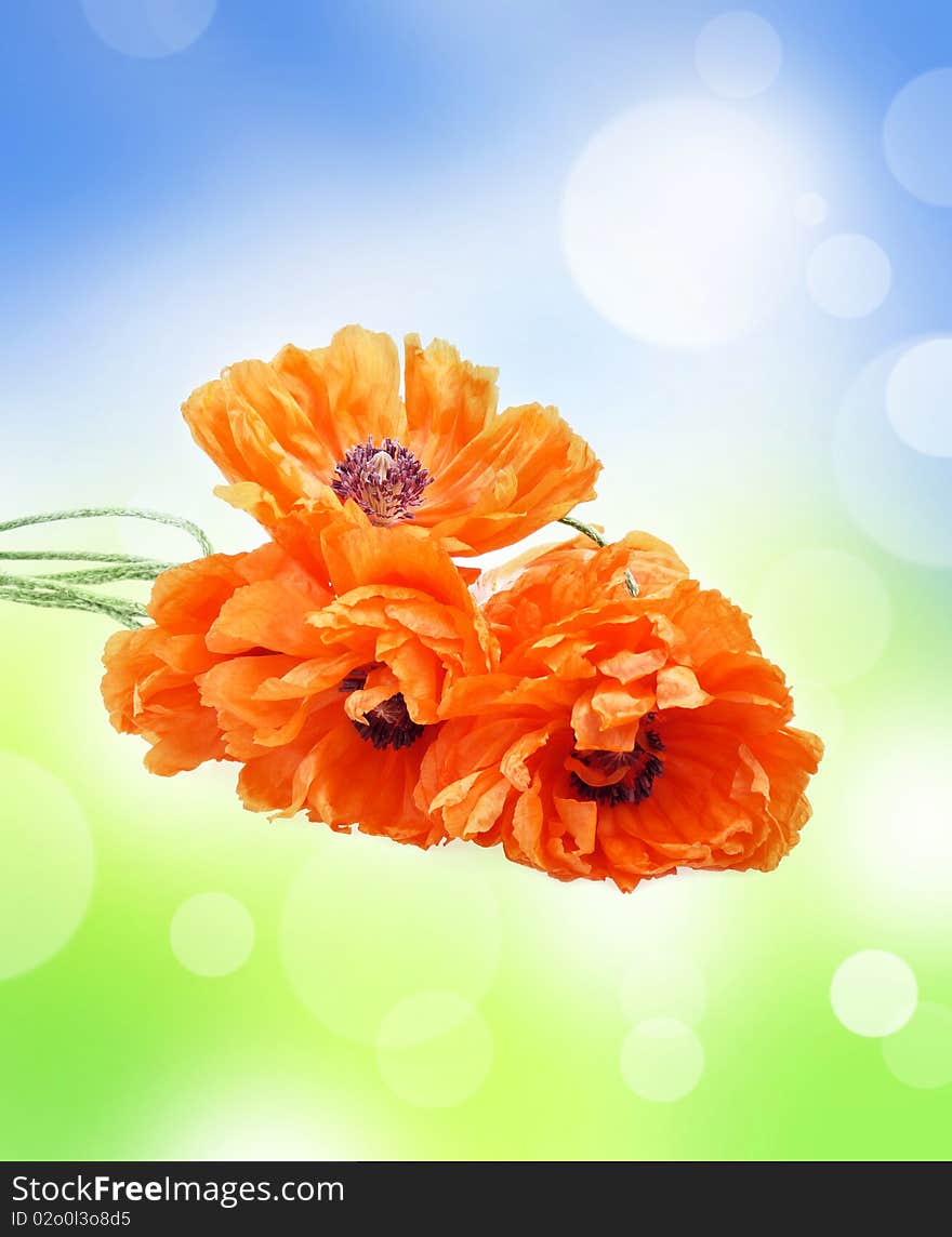 Abstract background with poppies