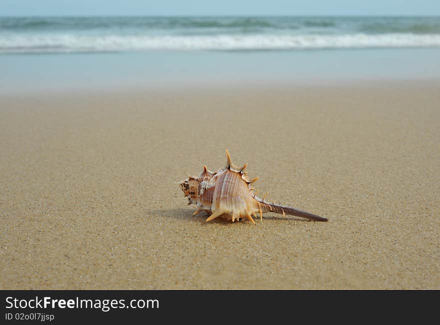 In summer day sand beach conch. In summer day sand beach conch