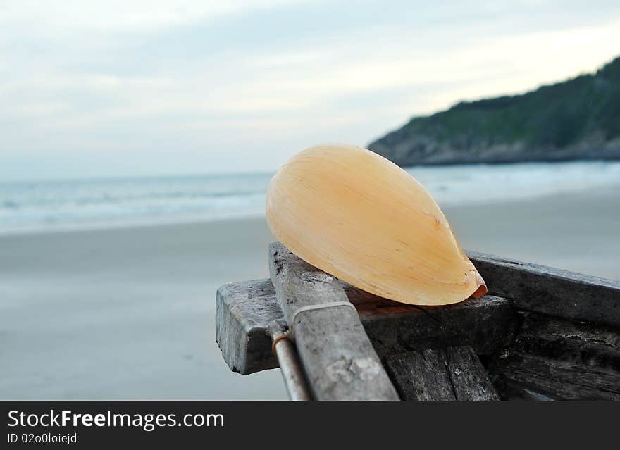 Close-up of conch on the ship head. Close-up of conch on the ship head