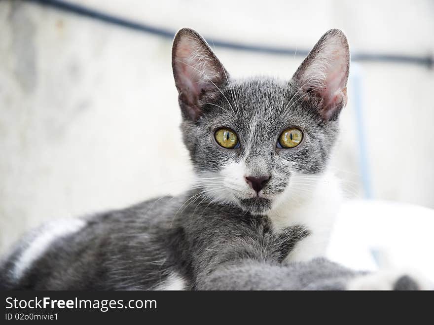 A color portrait photo of a beautiful grey cat with stunning yellow green eyes staring straight at the camera.