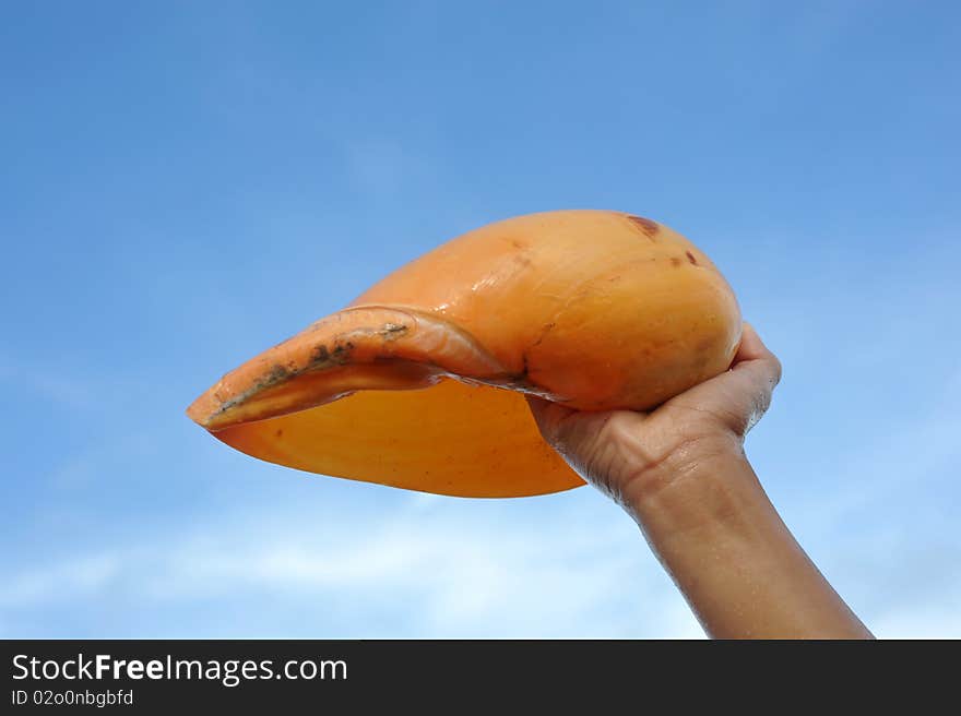 Hand with a conch against blue sky