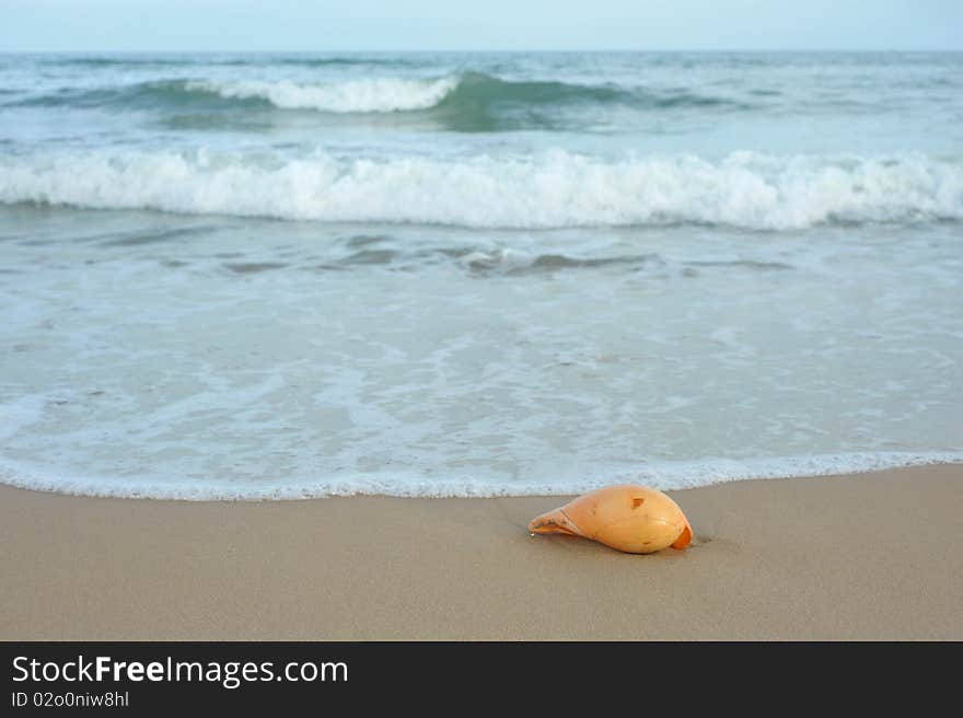 In summer day sand beach conch. In summer day sand beach conch