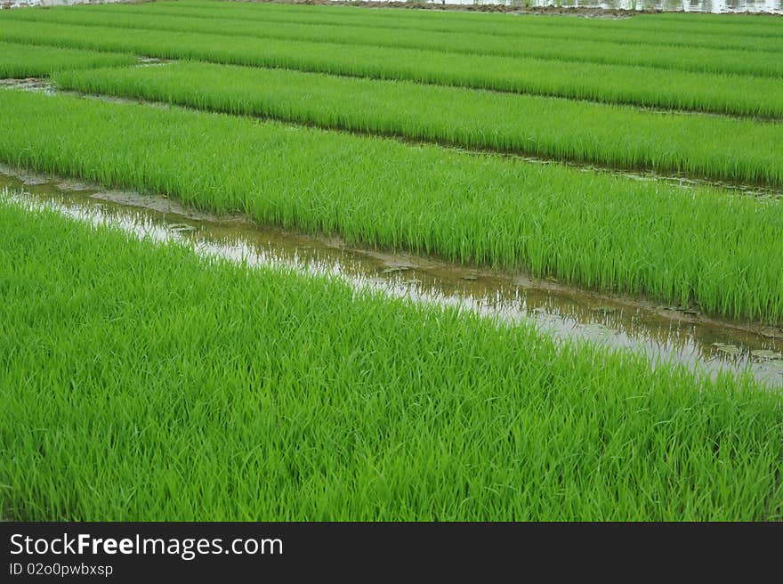 Rice seedlings in spring, China