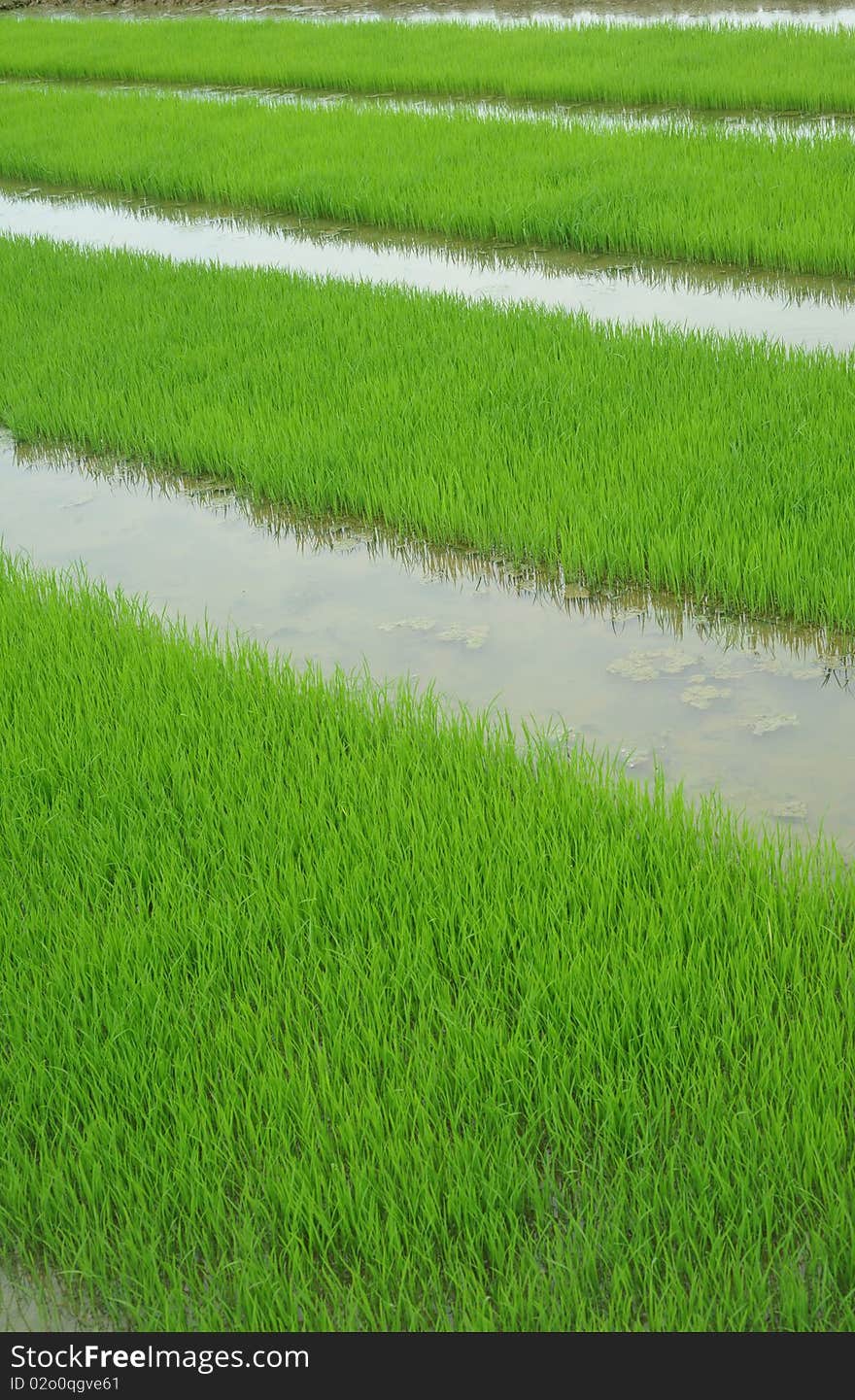 Rice seedlings in spring, China