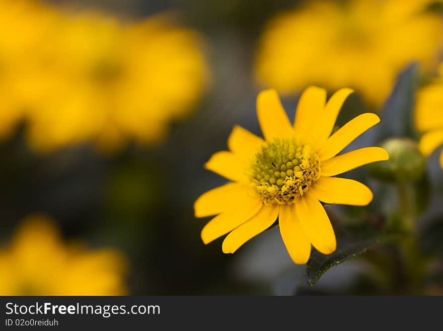 Bright Yellow Daisy on a green Background