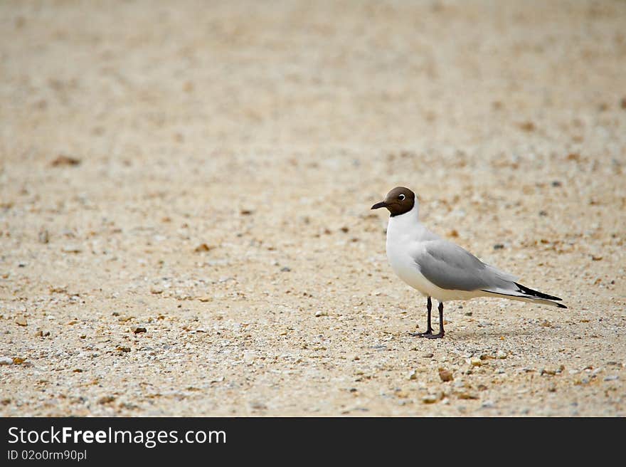 Blackhead gull