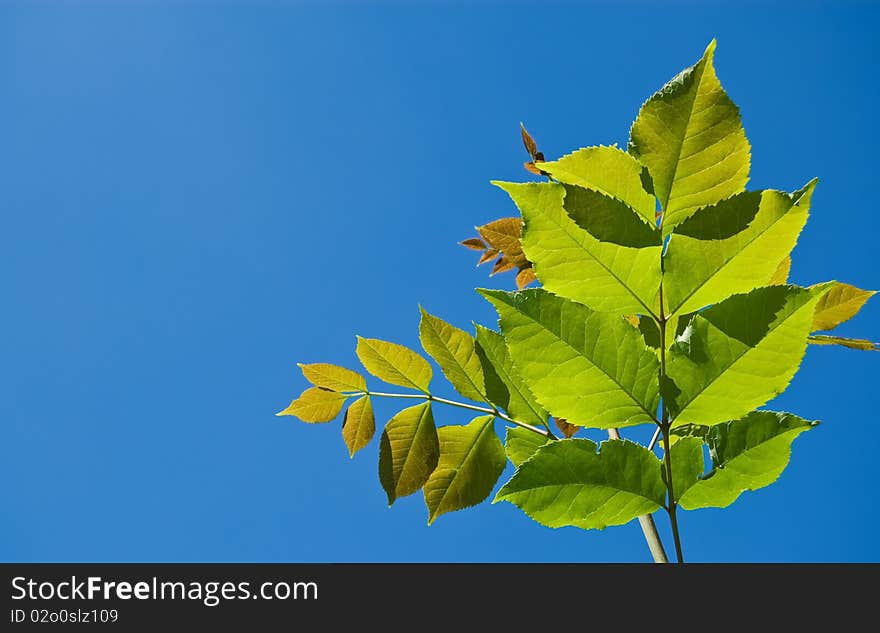 Green leaves against a background of sky