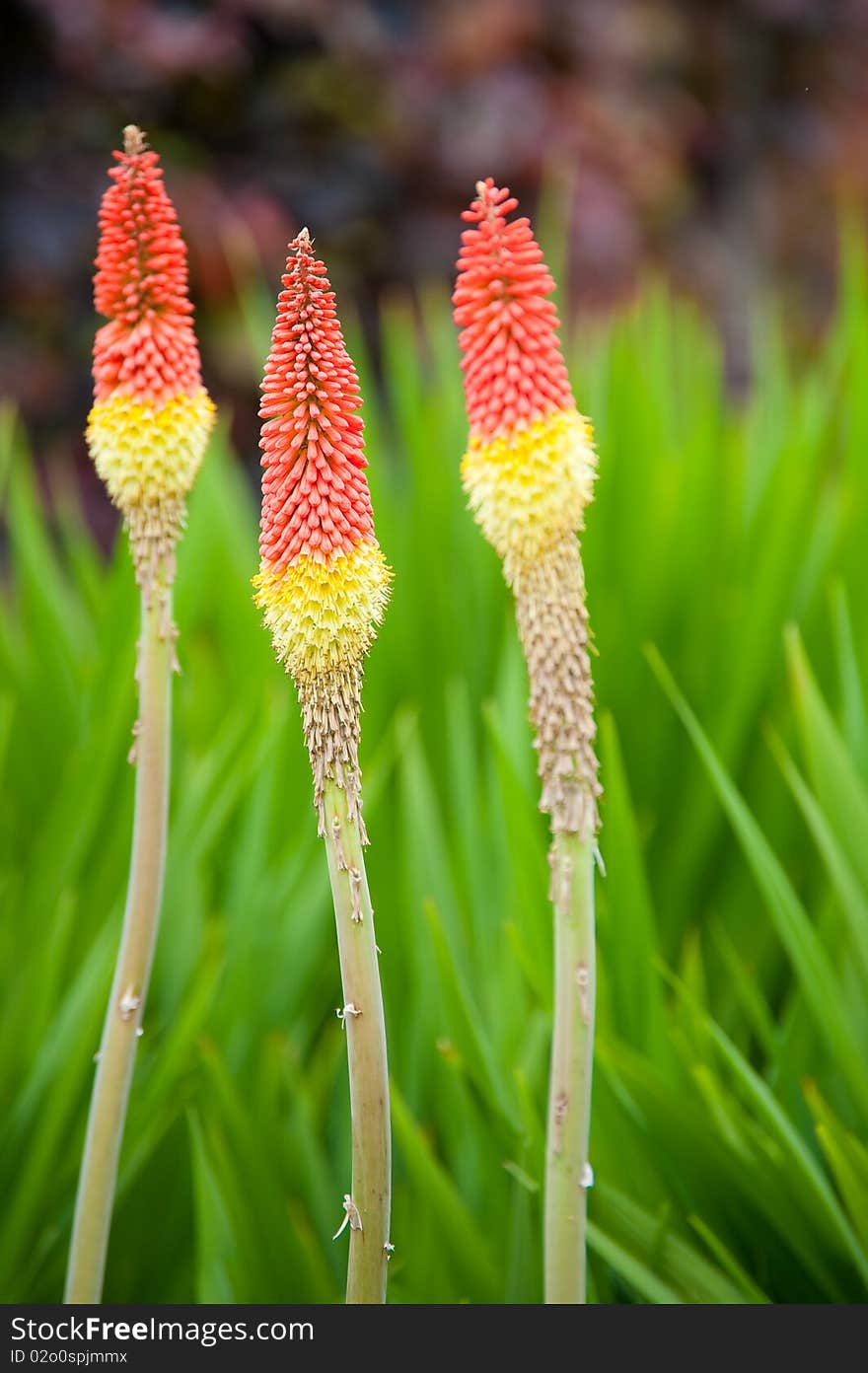 Red hot pokers