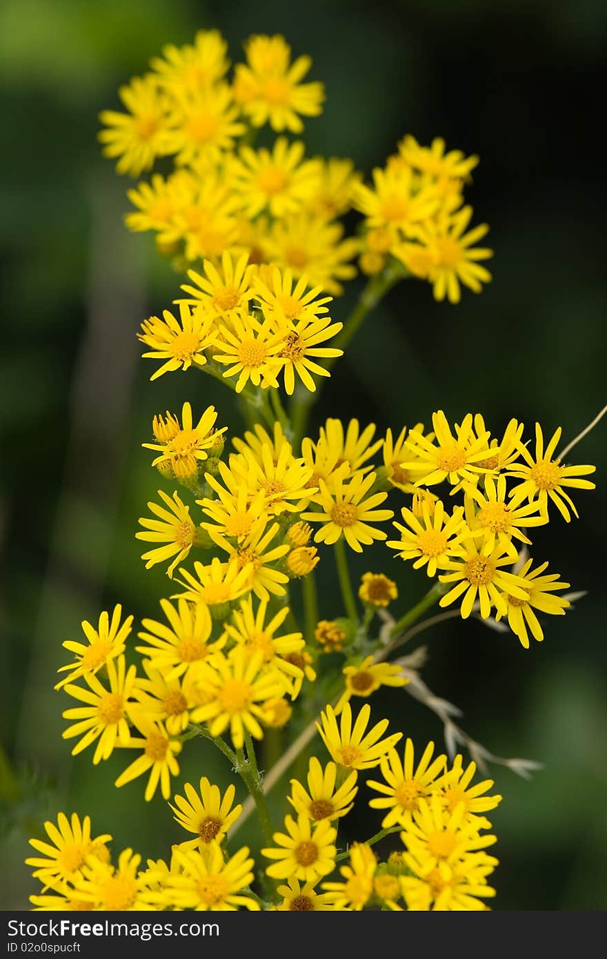 Bright Yellow Daisy on a green Background