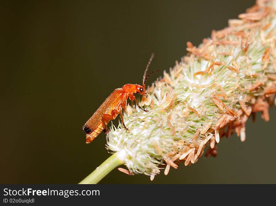 Beetle Cantharis on the plant