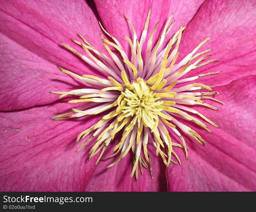 Clematis