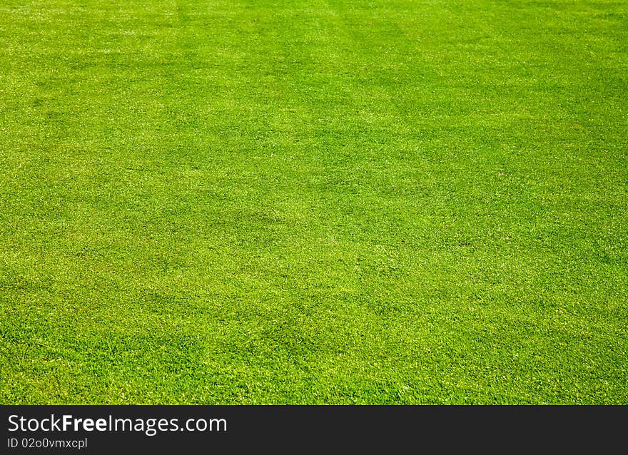 Fresh lawn grass top view. Fresh lawn grass top view