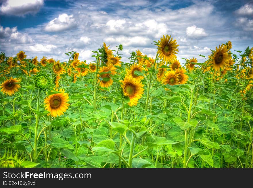 Sunflower field over cloudy blue sky. Sunflower field over cloudy blue sky