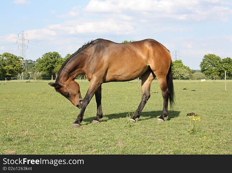 Bay Horse Scratching