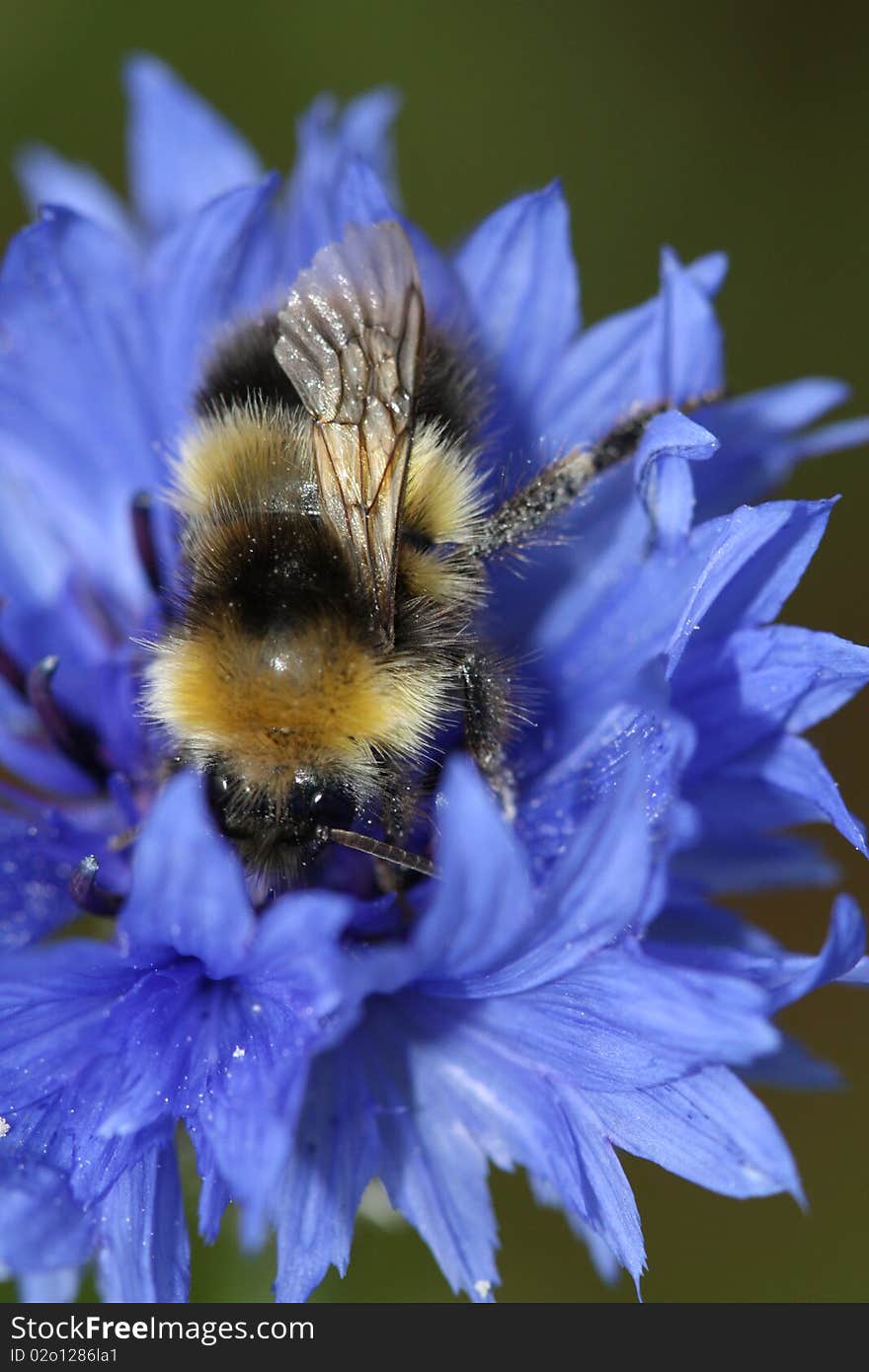 Bee Collecting Pollen 2