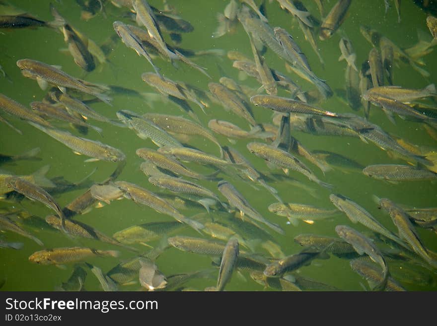 Close-up shoal of lake fish