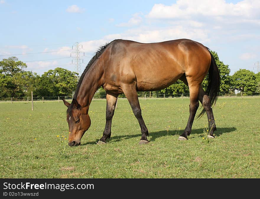 Bay Horse Grazing