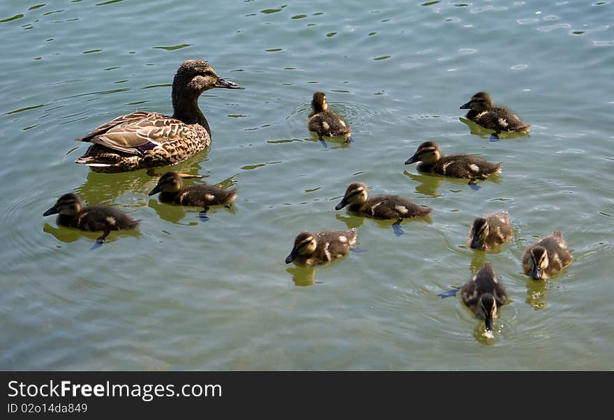 Duck with ducklings swimming on lake. Duck with ducklings swimming on lake