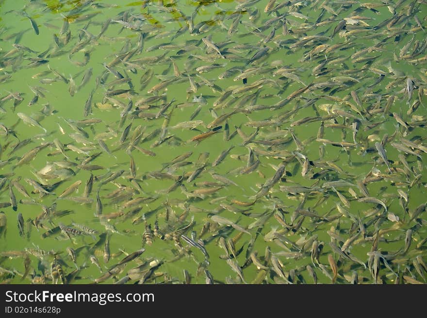 Shoal of lake fish in water