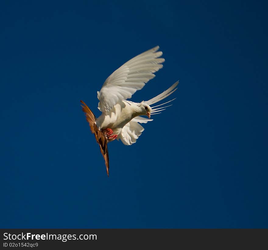 White dove fly in the blue sky. White dove fly in the blue sky