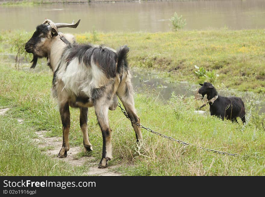 Goat eating green grass on river edge.