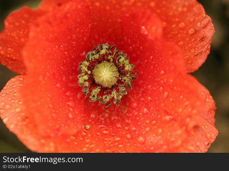 Poppy flower