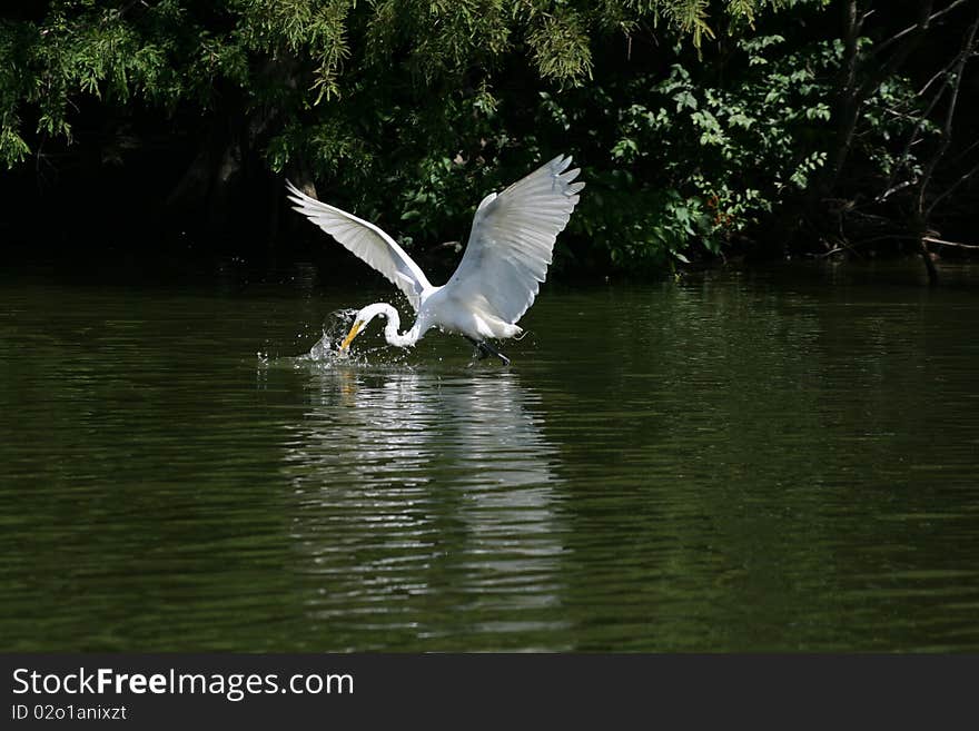 Egret Feeding