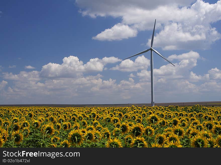 Sun flowers field looking at a wind turbine instead of Sun. Sun flowers field looking at a wind turbine instead of Sun