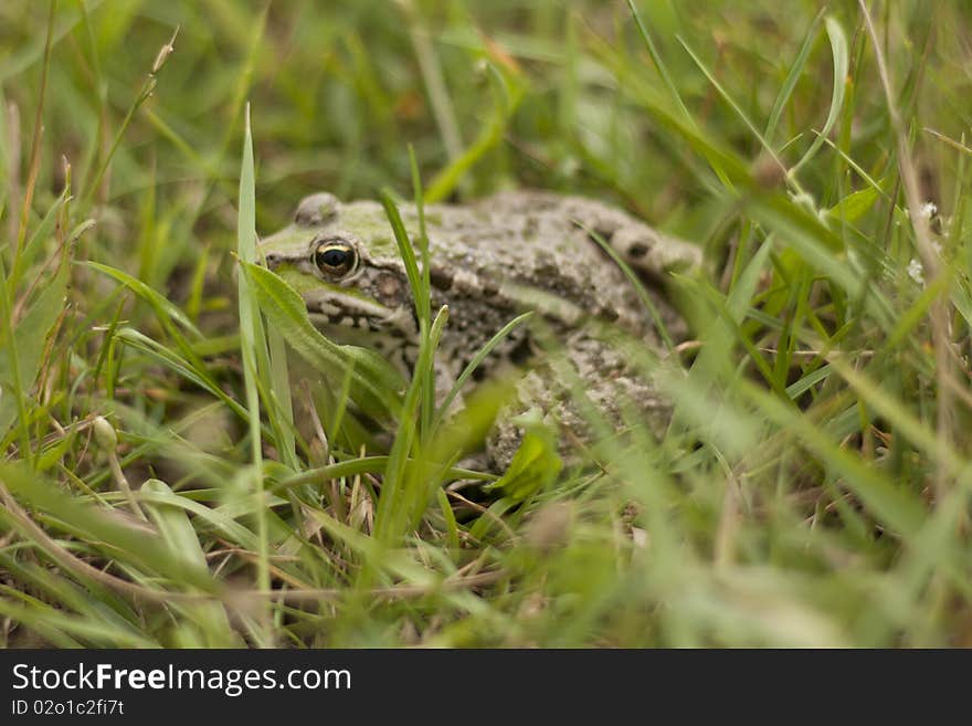 A frot in green grass, looking for some food. A frot in green grass, looking for some food.