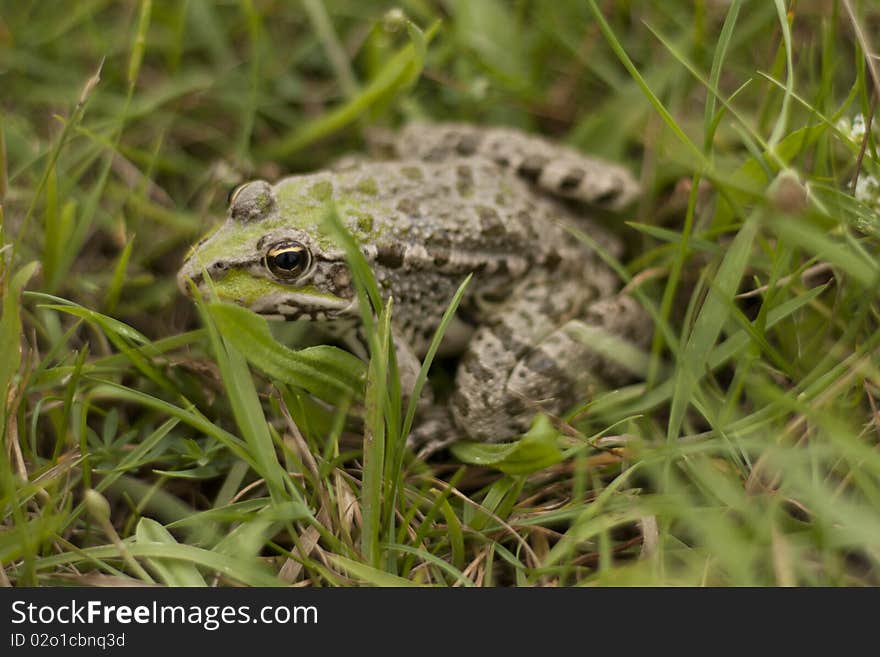 A frot in green grass, looking for some food. A frot in green grass, looking for some food.