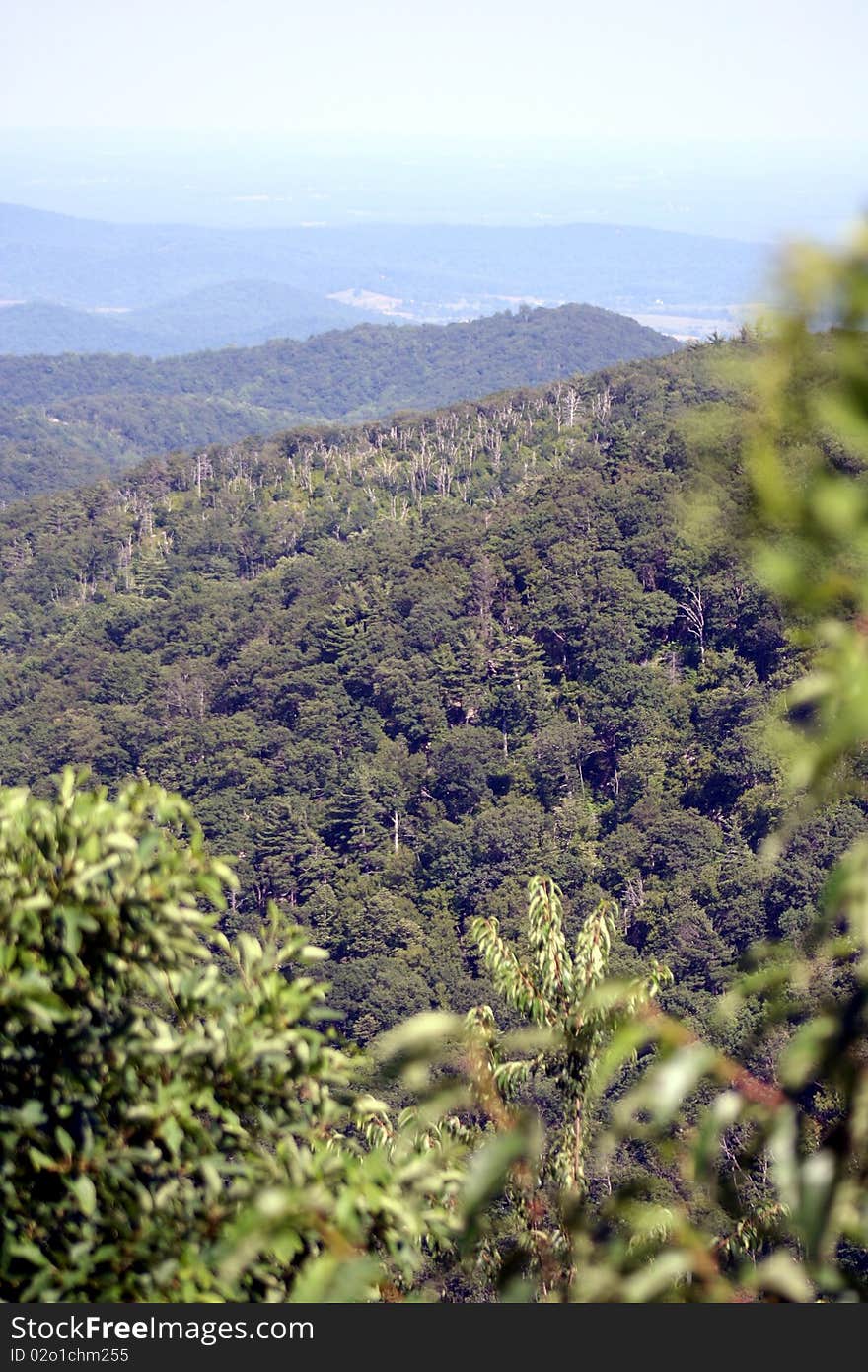 Shenandoah Valley during summer with views of blue ridge mountains