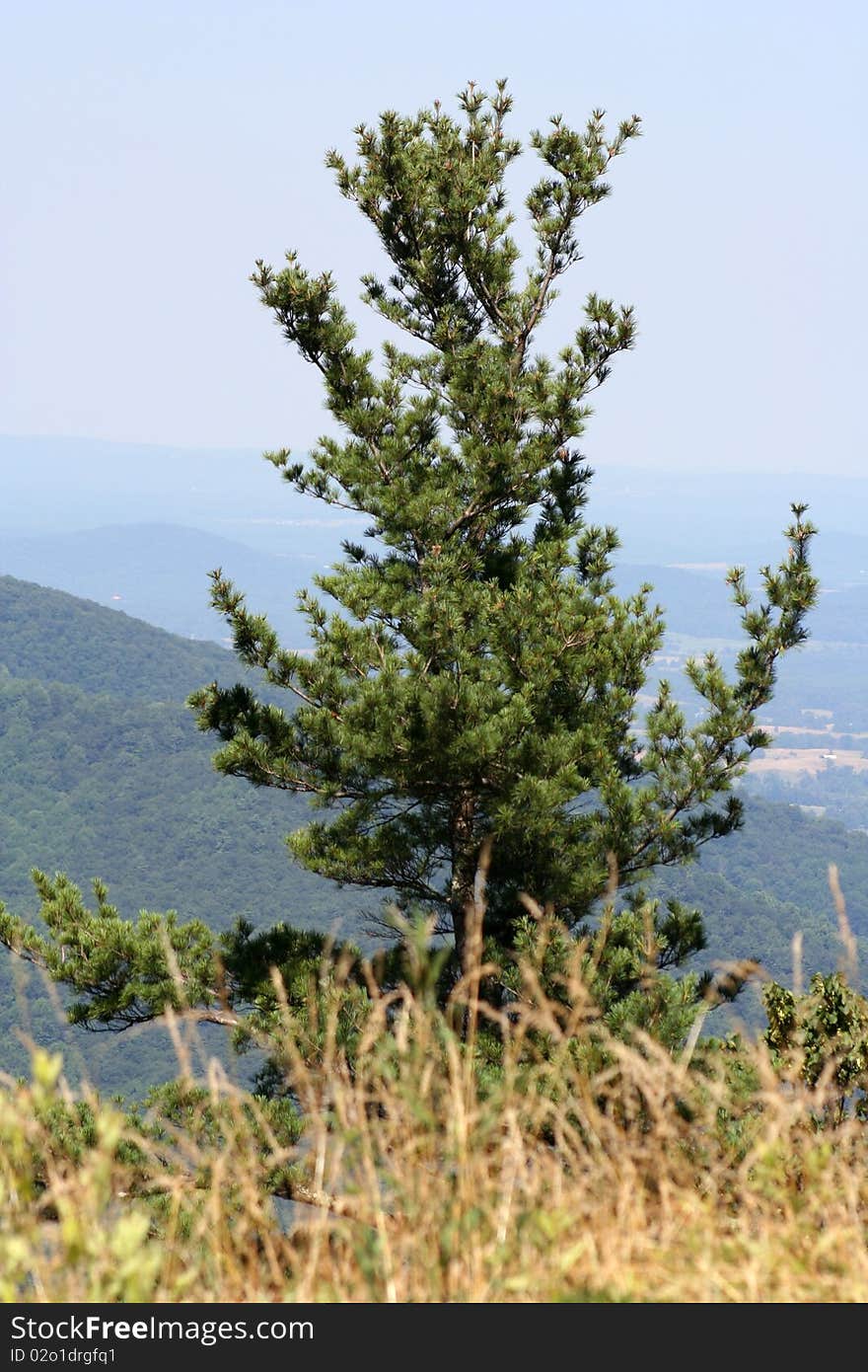 Shenandoah Valley during summer with views of blue ridge mountains