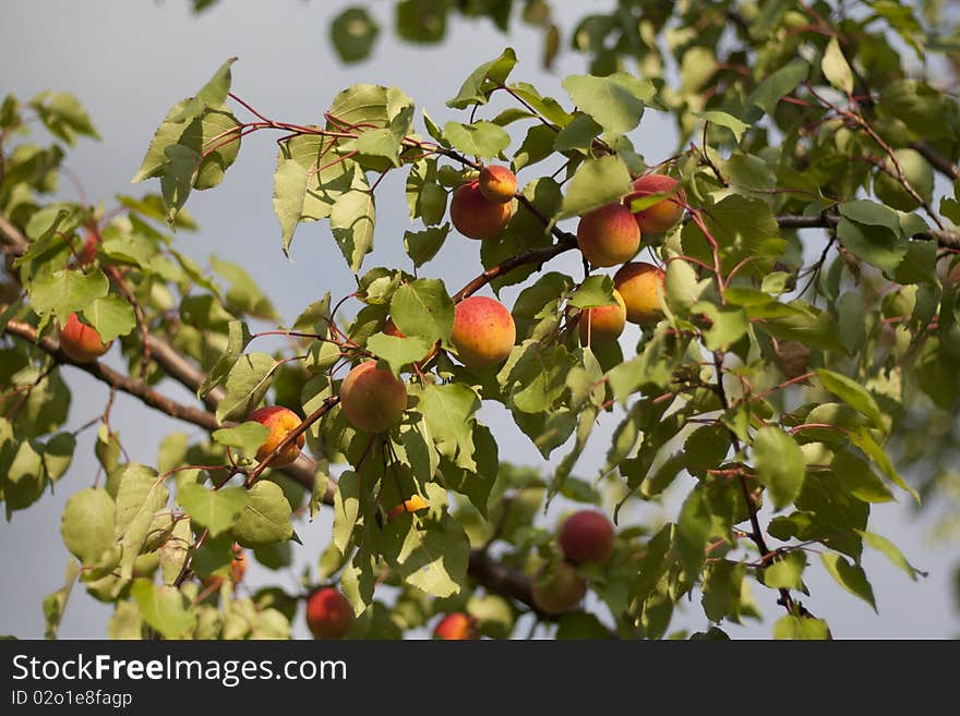 Ripe apricots on branch, blue background.