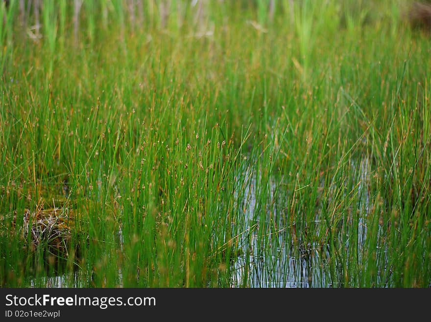 Green grass on a swamp with bits of water. Green grass on a swamp with bits of water