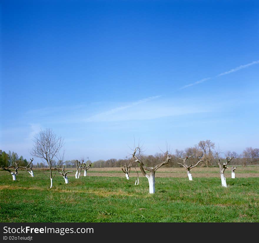 Fruit trees with branches severely cut back.