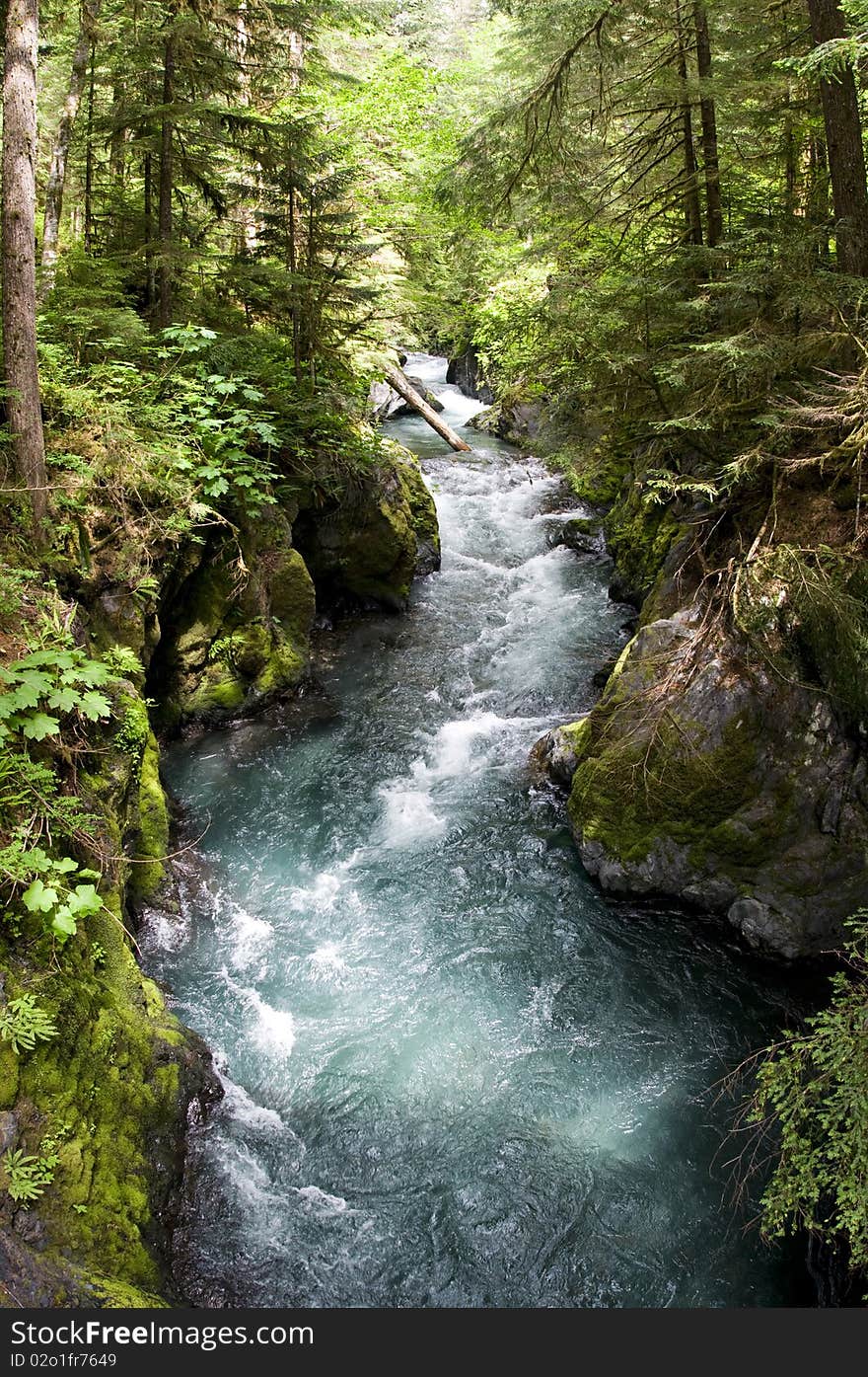 River in the Forest