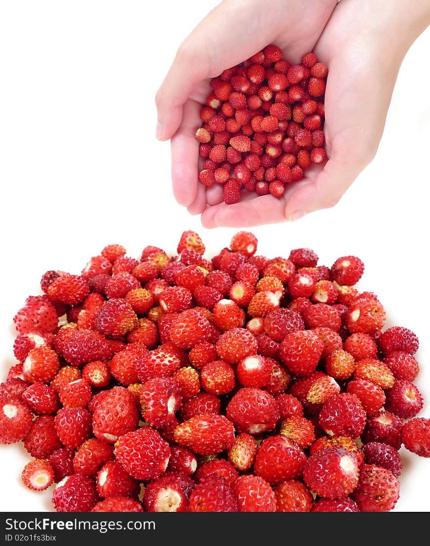 Hands with wild wooden strawberries isolated on white. Hands with wild wooden strawberries isolated on white