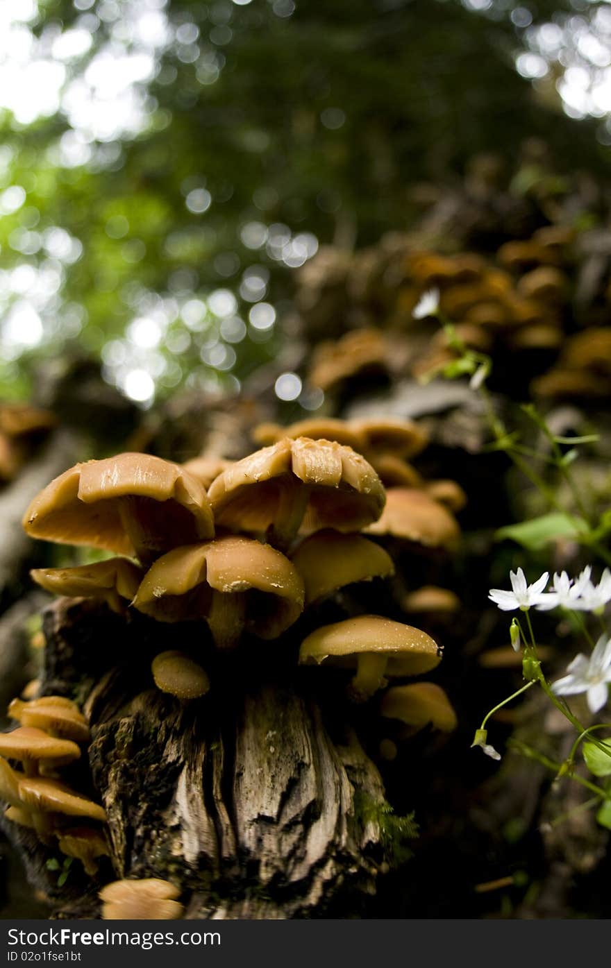 Mushrooms growing on a dead tree in the Olympic National Park, Washington