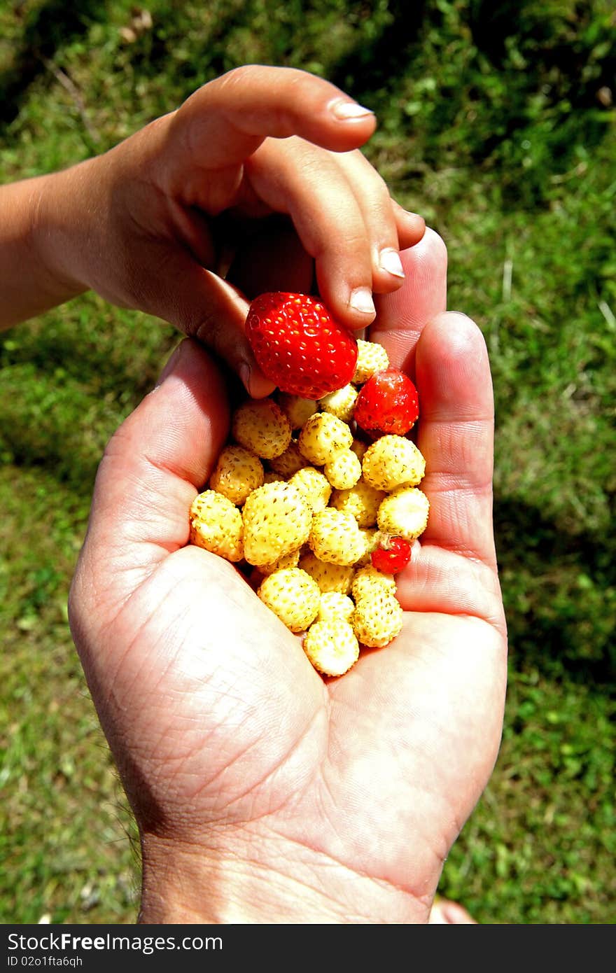 A berry and two hands. A berry and two hands