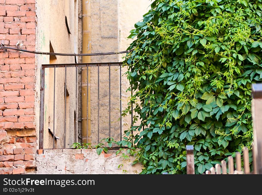 Ivy, brick wall and fence.