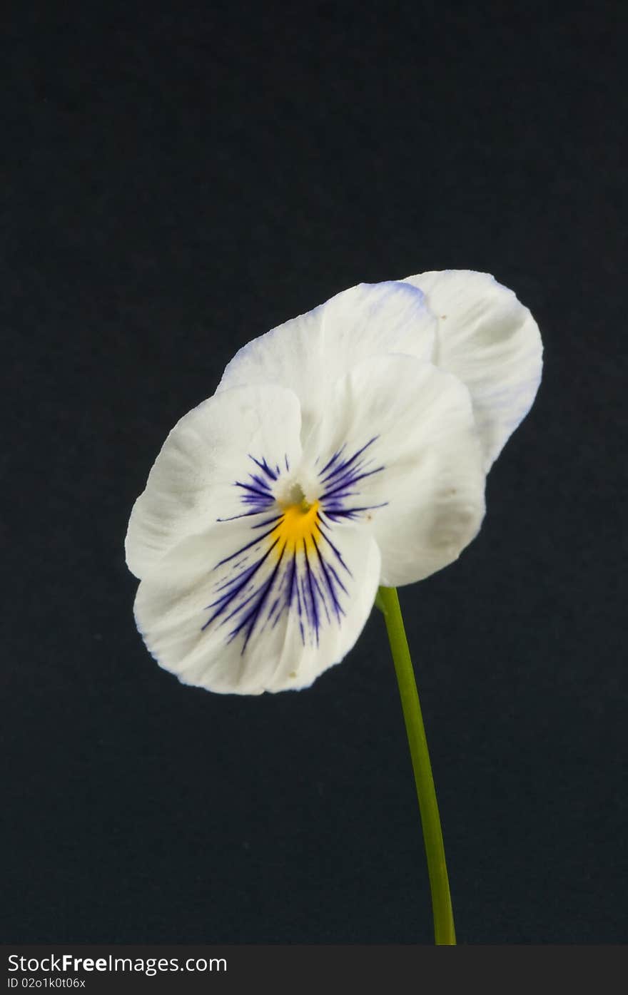 Isolated pansy flower-head, Viola x wittrockiana