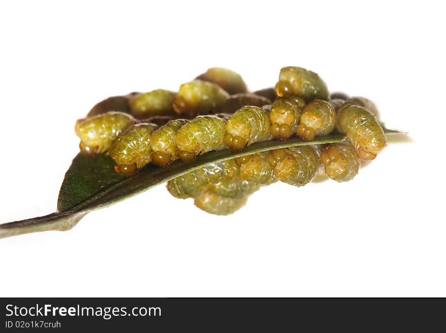 Macro shot of caterpillars eating a leaf