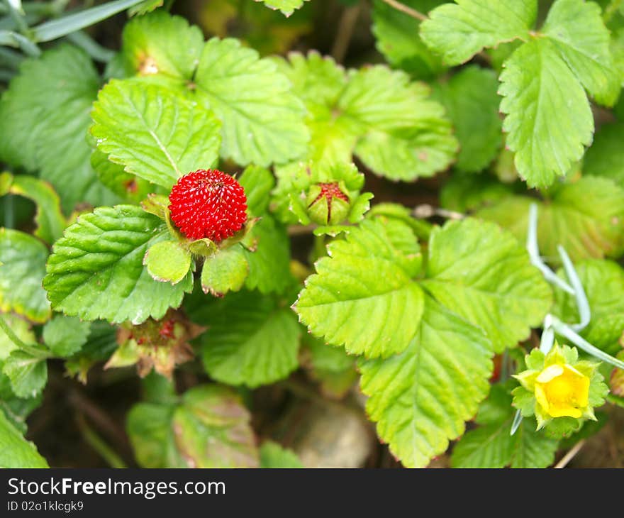 Ornamental strawberry