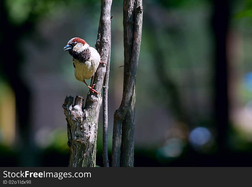 European sparrow hanging on a branch.