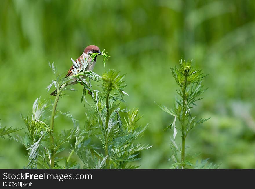 European sparrow eating some grass, with a green background.