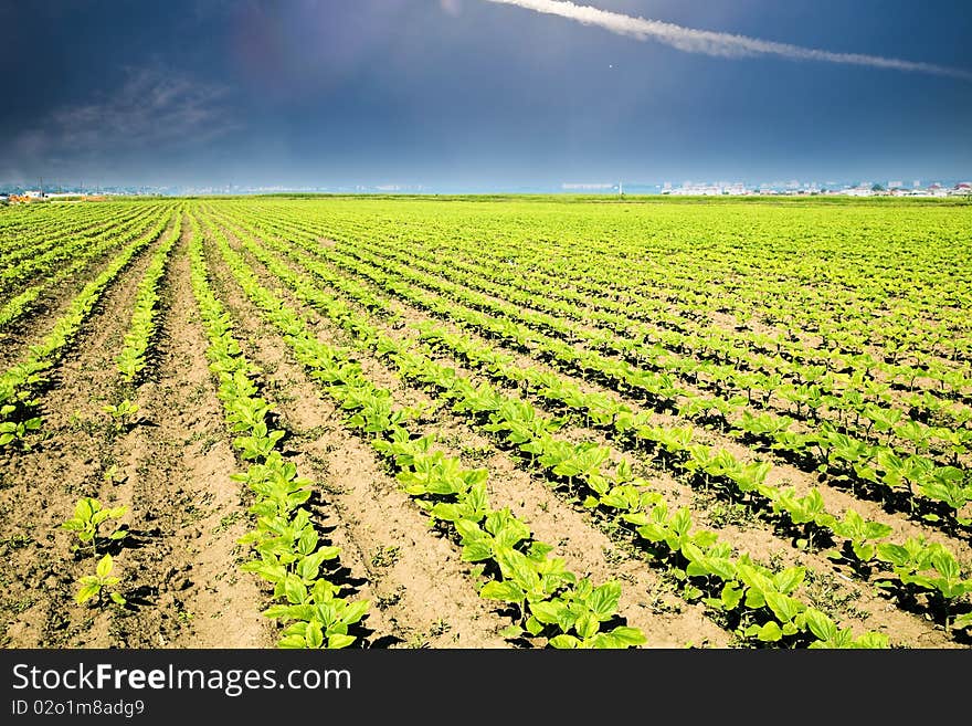 Vegetable Field And Beautiful Sky