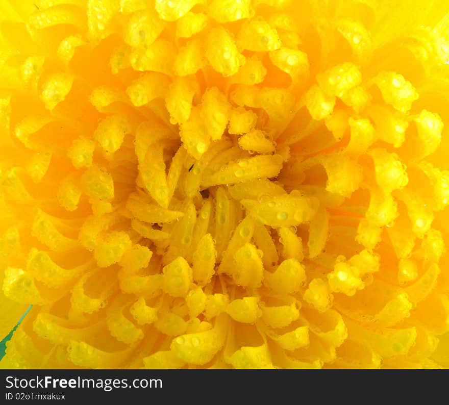 Chrysanthemum