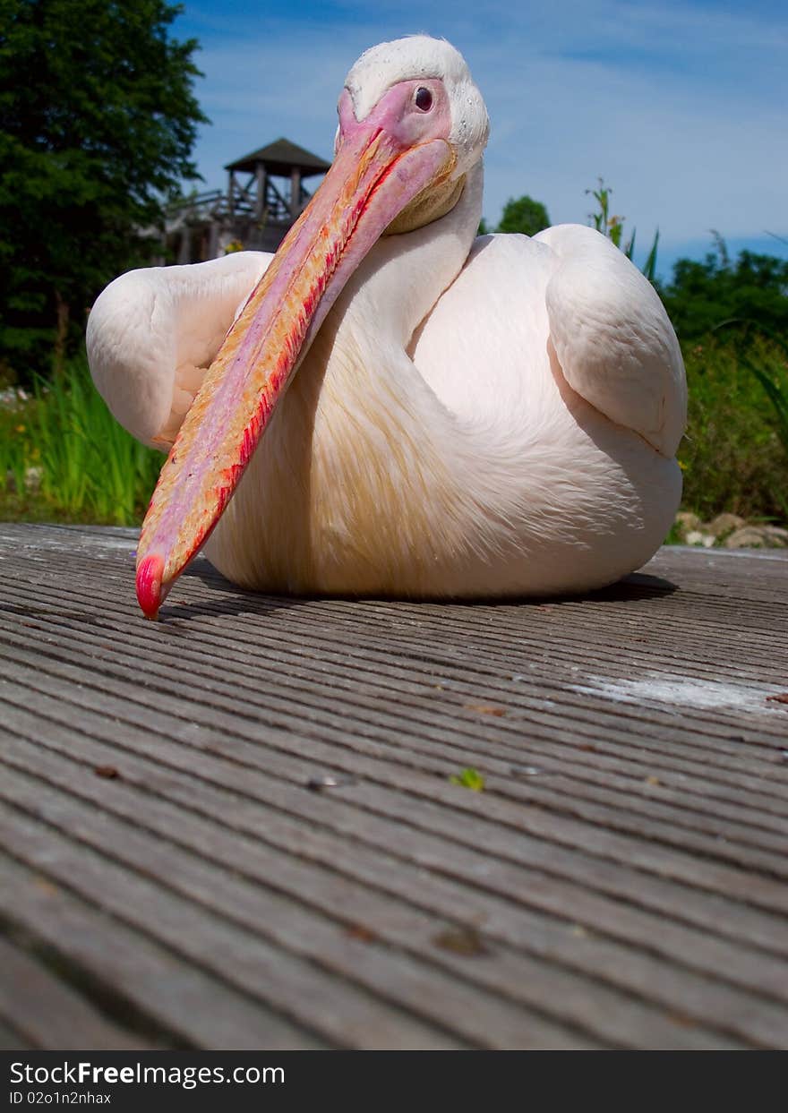 Pelican sitting on a wooden jetty. Pelican sitting on a wooden jetty